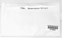Sphaeropsis sapinea image
